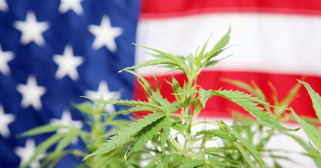 Closeup of cannabis leaves with American flag in the background