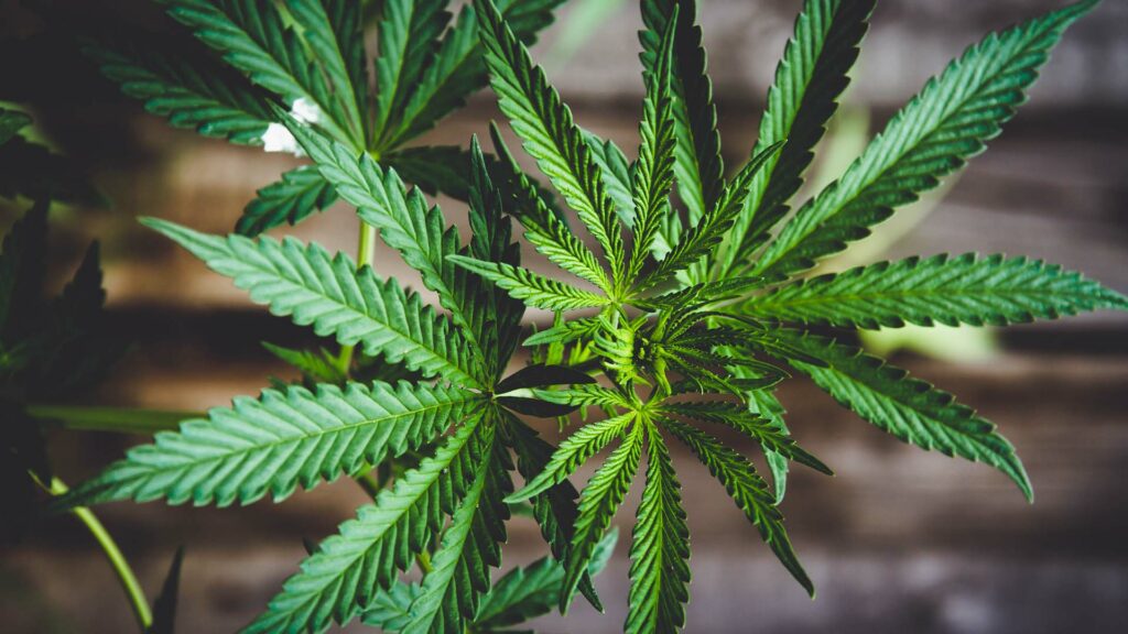 Closeup photo of bright green cannabis leaves
