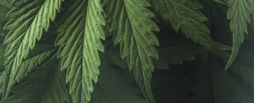 Closeup of marijuana leaves