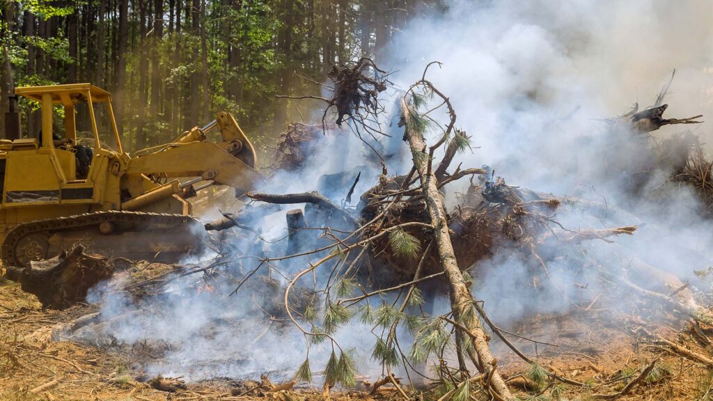 Bulldozer in the woods clearing burnt down trees
